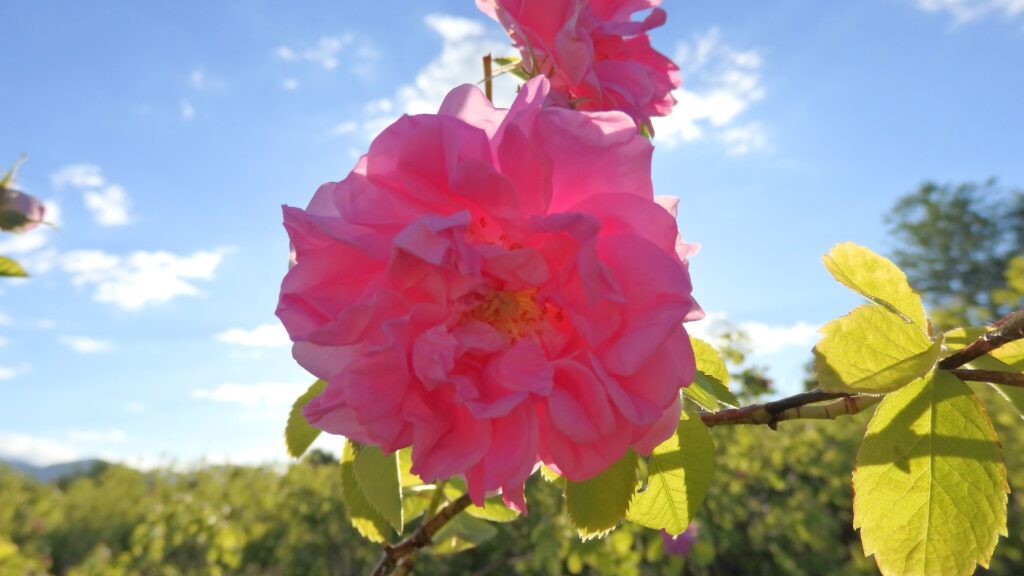 Βιολογική καλλιέργεια τριαντάφυλλων Rosa Damascena – τοποθεσία μεταξύ λίμνης Πολυφύτου και όρους Μπούρινο