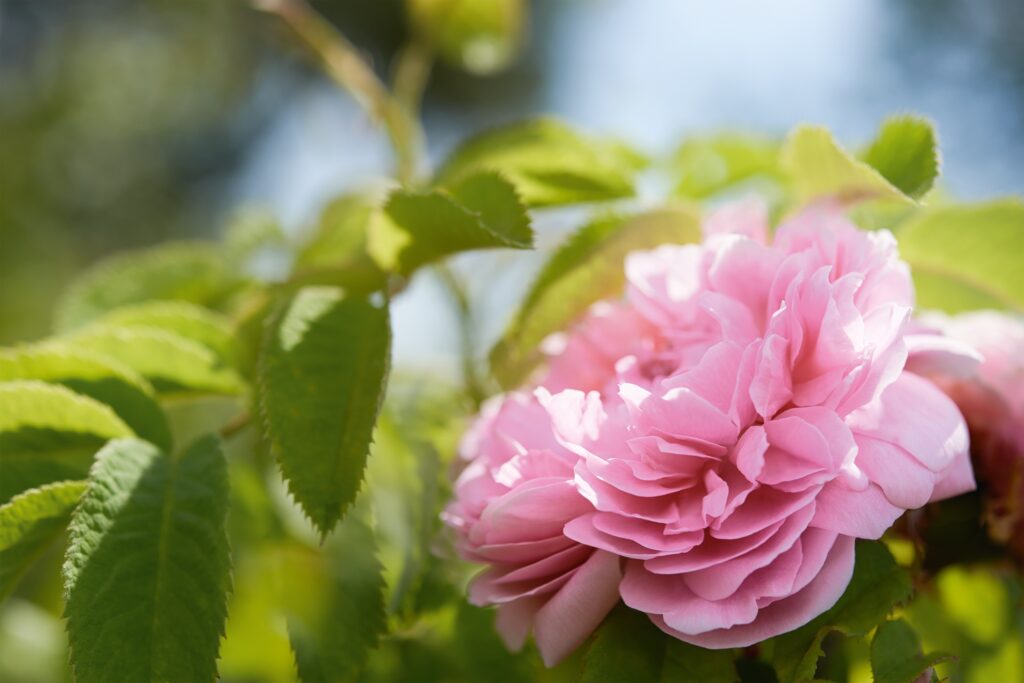 Άνθη Rosa Damascena – η ποικιλία τριαντάφυλλου για παραγωγή ροδόνερου
