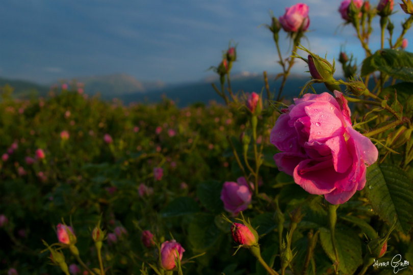 Φρέσκα τριαντάφυλλα Rosa Damascena κατά τη συγκομιδή